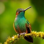 Firefly Santa Marta Sabrewing Hummingbird in tropical forests near cali colombia 49913