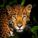 Firefly majestic large jaguar shadow outlined against a colombian rainforest backdrop 49913